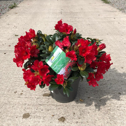 Rhododendron Bengal 4.5 Litre Pot