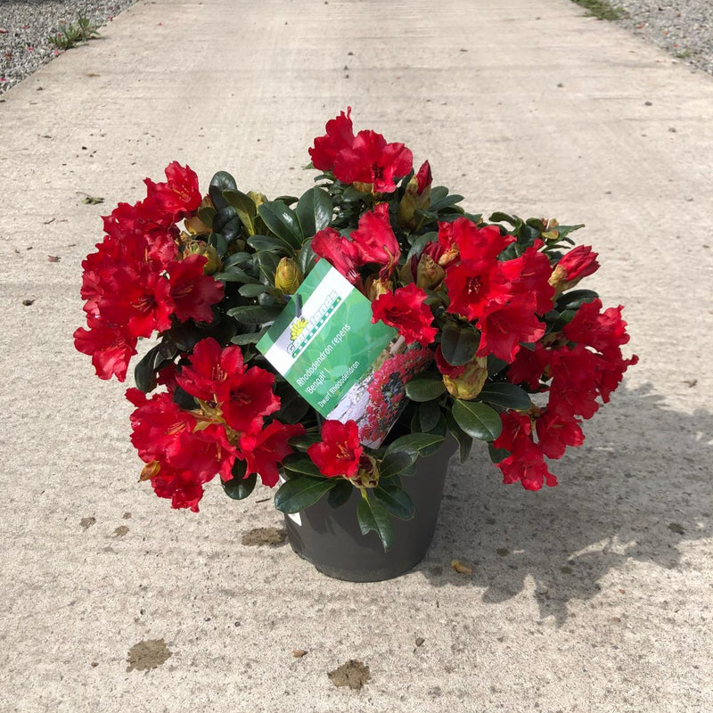 Rhododendron Bengal 4.5 Litre Pot — Grasslands Nursery
