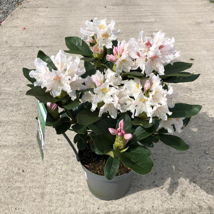 Rhododendron Hybrid Cunninghams White 4 Litre Pot
