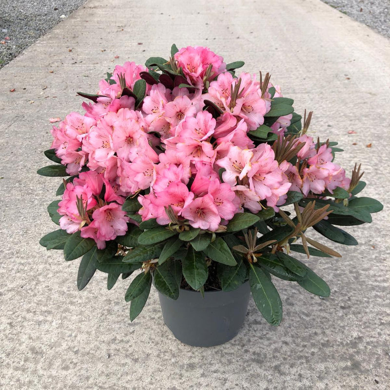 Rhododendron Wine and Roses  5 Litre Pot