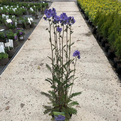 Polemonium Bressingham Purple 2 Litre Pot