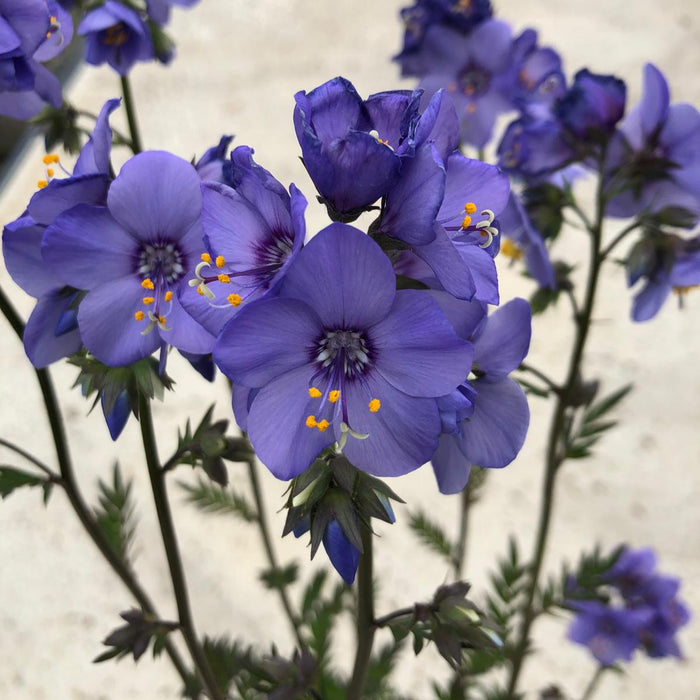 Polemonium Bressingham Purple 2 Litre Pot