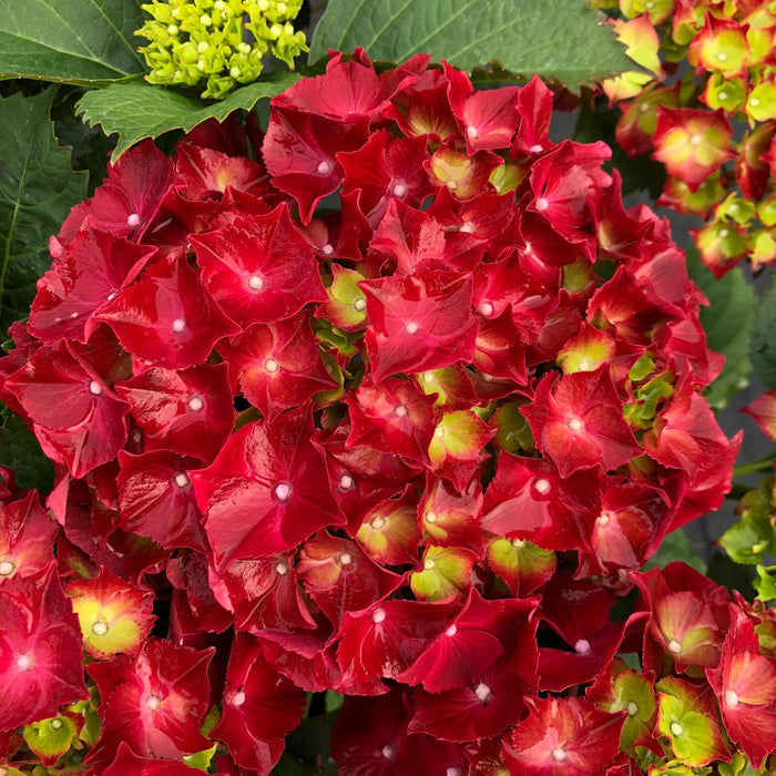 Hydrangea Mac Red Ball 5 Litre Pot