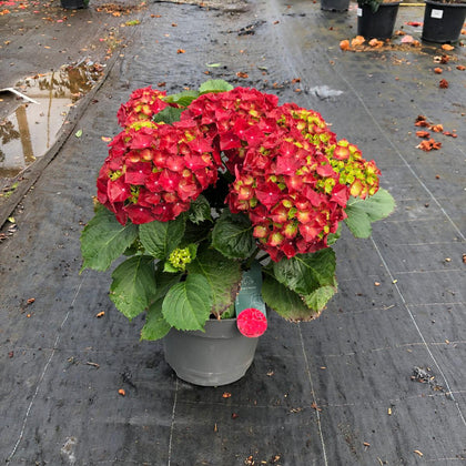 Hydrangea Mac Red Ball 5 Litre Pot