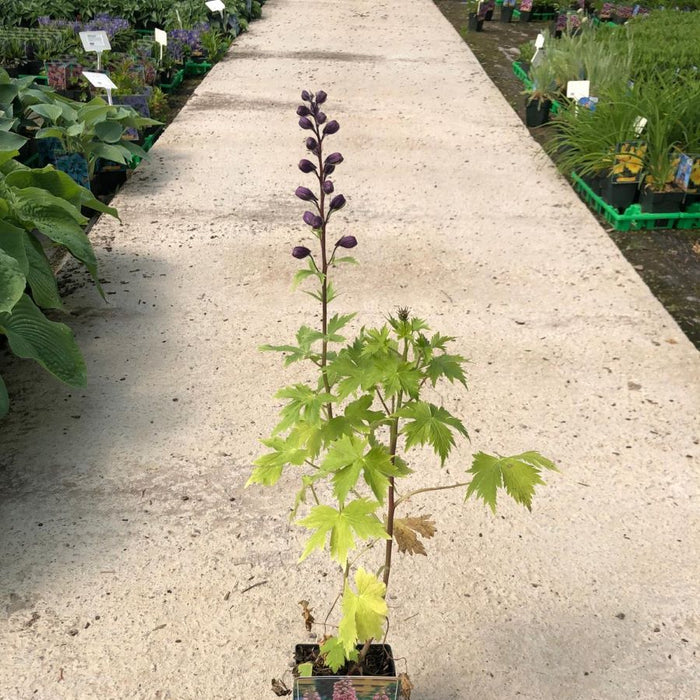 Delphinium Pink Shades 11cm Pot