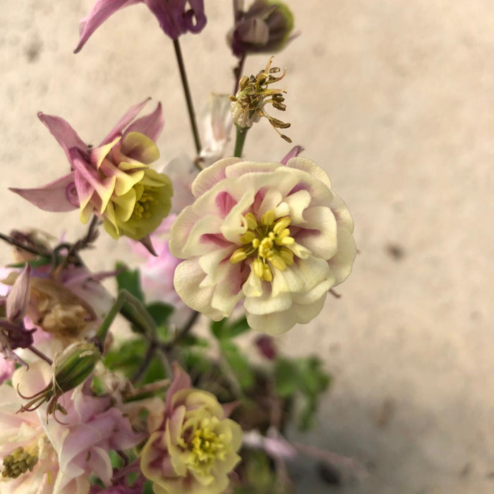 Aquilegia Winky Double Rose and White 11cm Pot