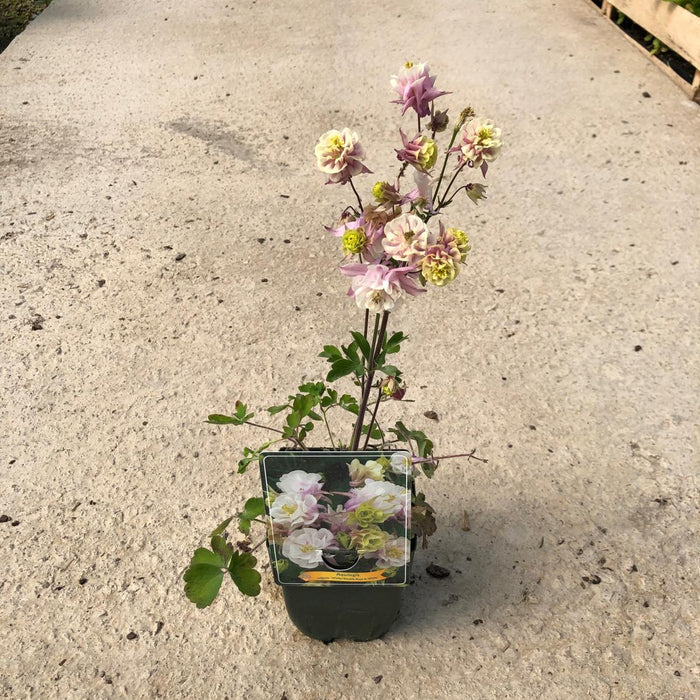 Aquilegia Winky Double Rose and White 11cm Pot
