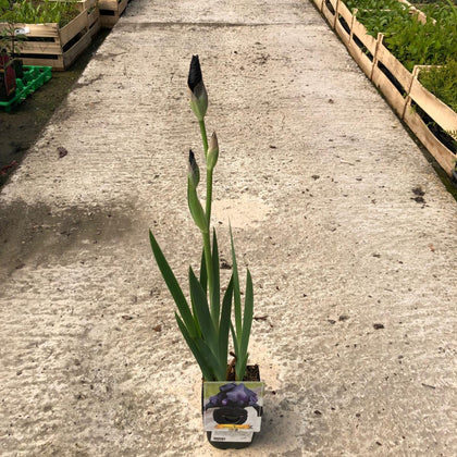 Iris Black Watch 11cm Pot