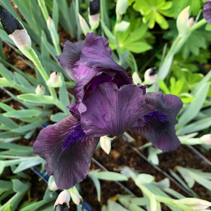 Iris Black Watch 11cm Pot