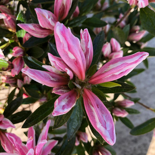azalea pink spider plant Azalea obt. Pink Spider 2 Litre Pot — Grasslands Nursery