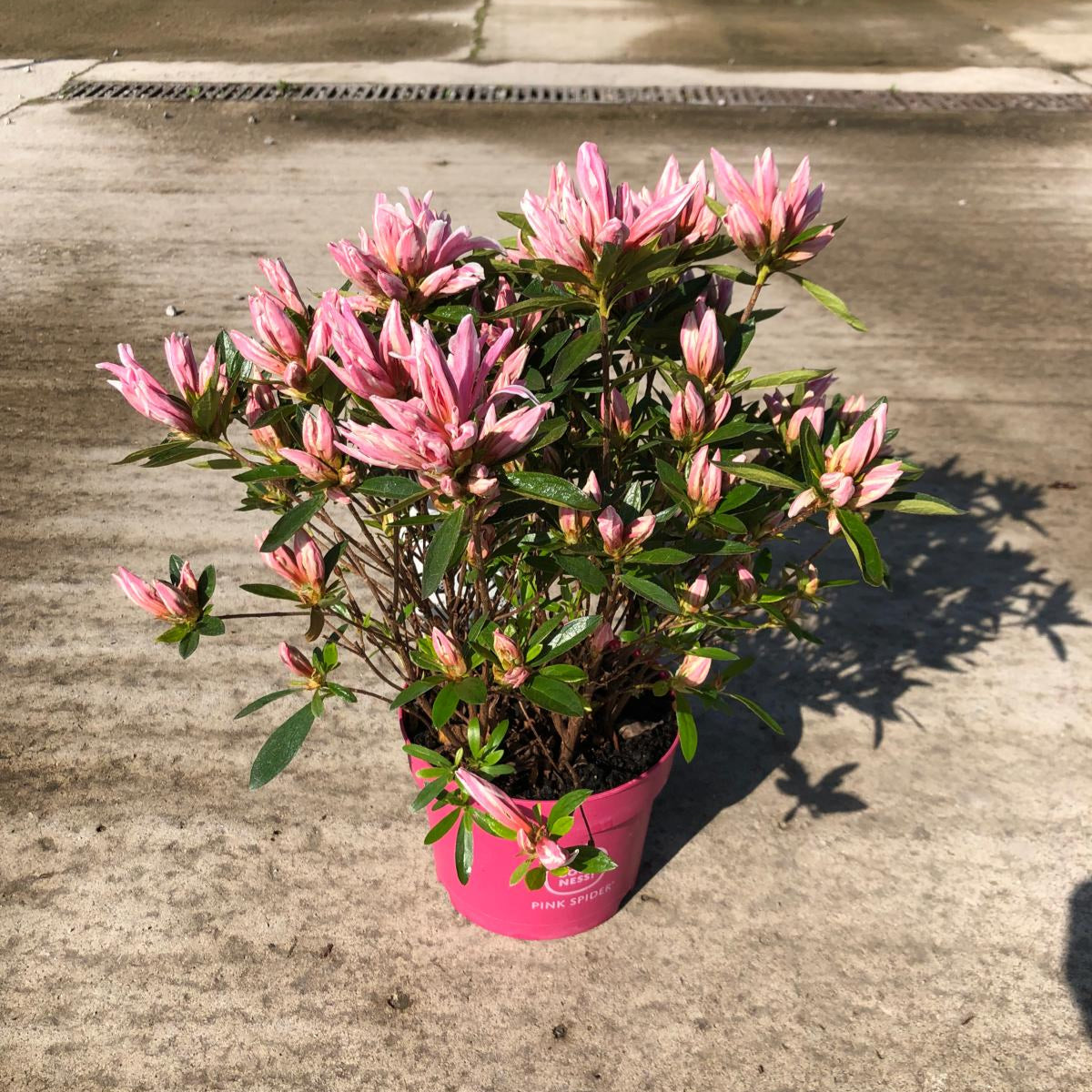 spider plant with pink flowers Azalea obt. Pink Spider 2 Litre Pot — Grasslands Nursery