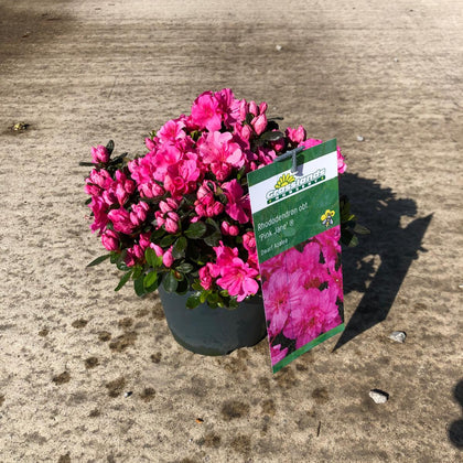 Azalea obt. Pink Jane 2.5 Litre Pot