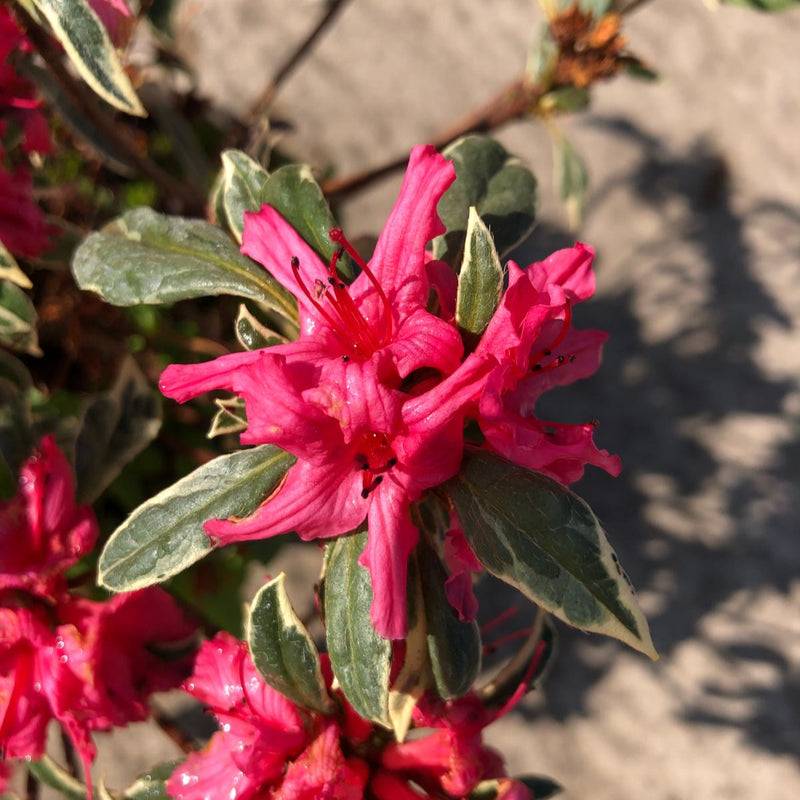 Azalea japonica Silver Sword 2 Litre Pot