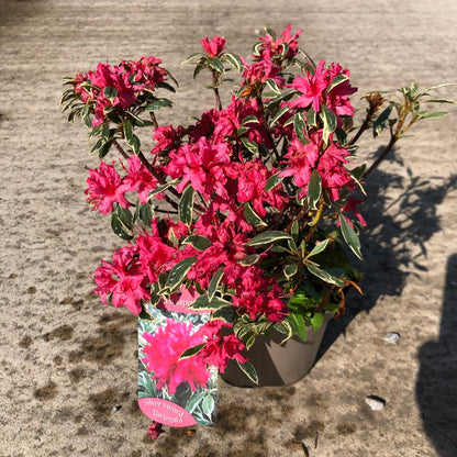 Azalea japonica Silver Sword 2 Litre Pot