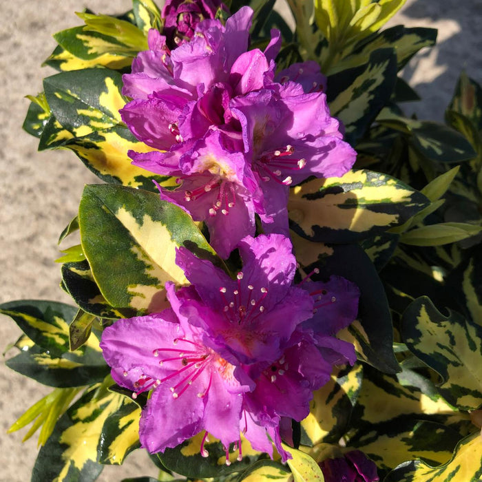 Rhododendron Blattgold 3 Litre Pot