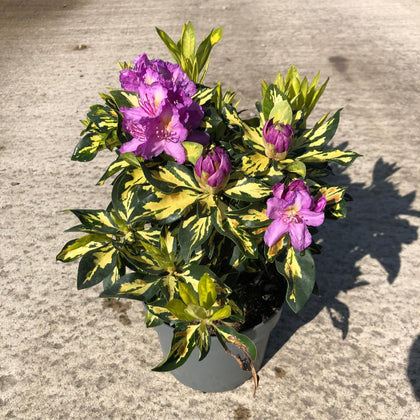 Rhododendron Blattgold 3 Litre Pot