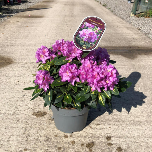 Rhododendron Hybrid Goldflimmer 5 Litre Pot
