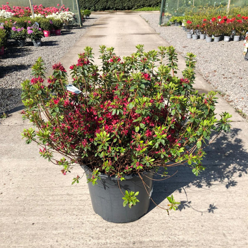Azalea Japonica Toreador 40 Litre Pot