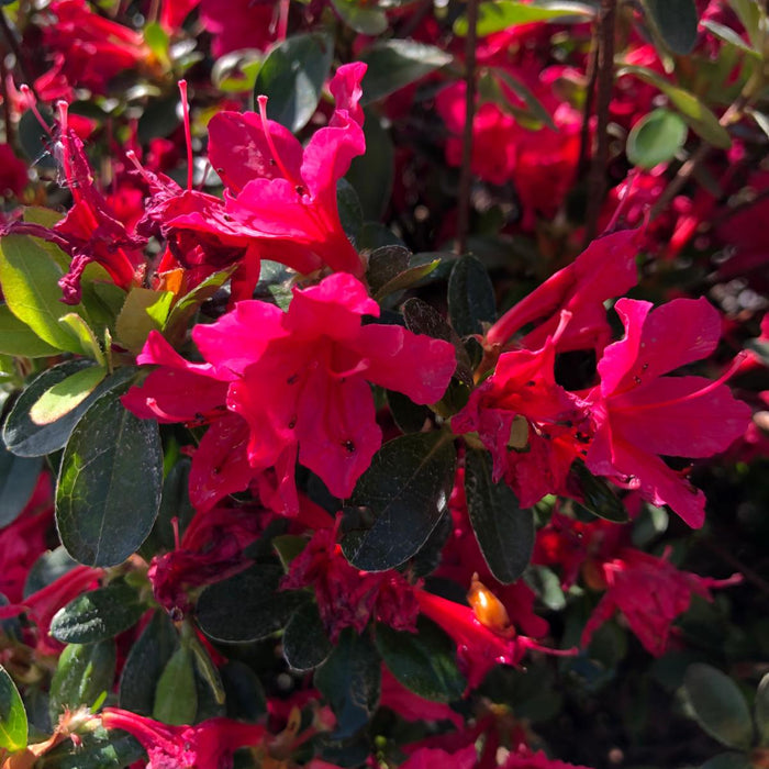 Azalea Japonica Toreador 40 Litre Pot