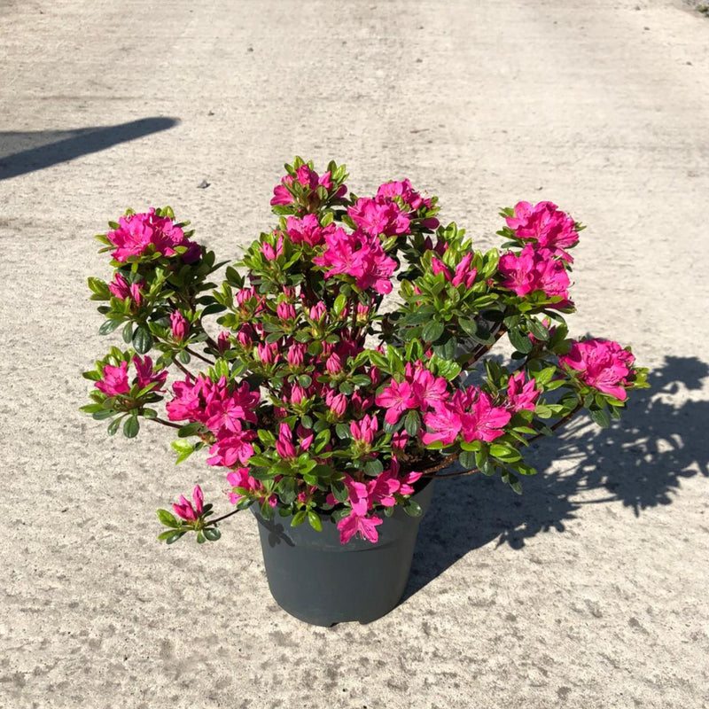 Azalea obt. konigstein 2.5 Litre Pot