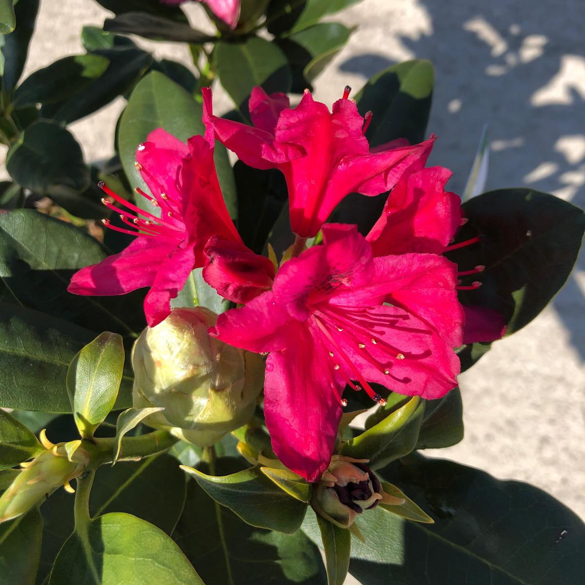 Rhododendron Hybrid Nova Zembla 5 Litre Pot