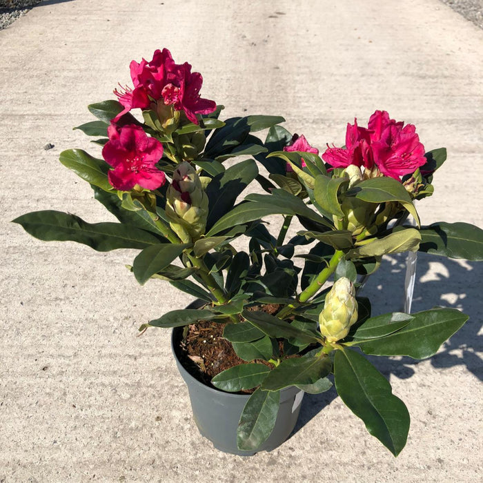 Rhododendron Hybrid Nova Zembla 4 Litre Pot