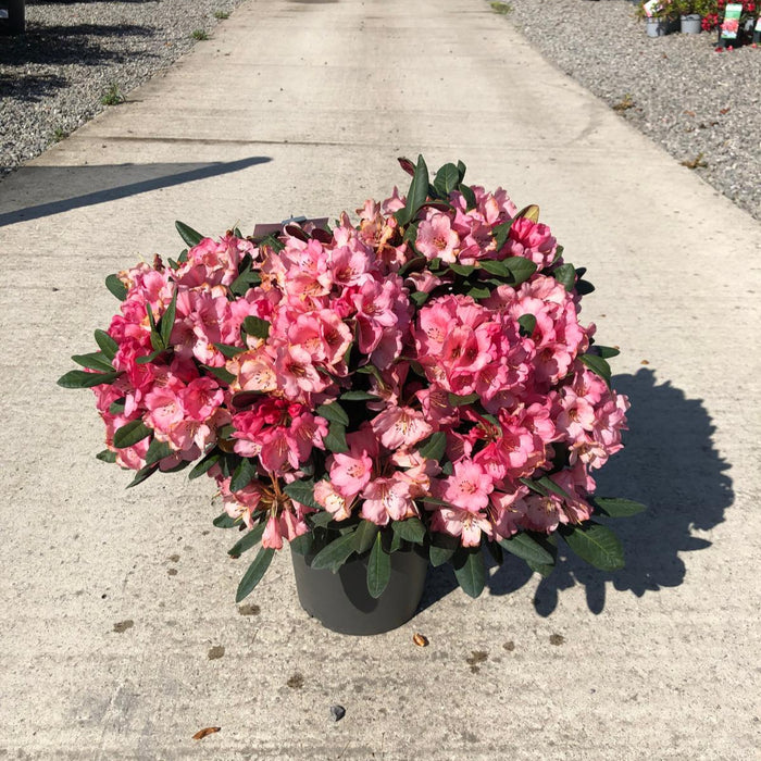 Rhododendron Wine and Roses 6 Litre Pot
