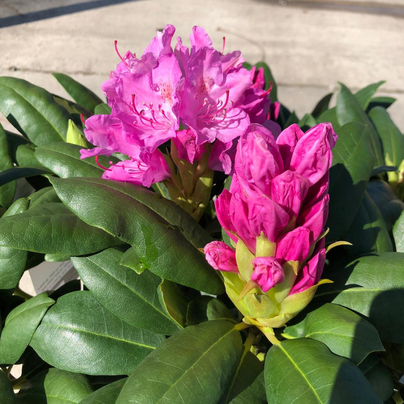 rhododendron auf englisch Rhododendron English Roseum 4 Litre Pot — Grasslands Nursery