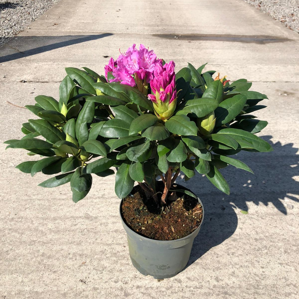 Rhododendron English Roseum 4 Litre Pot — Grasslands Nursery