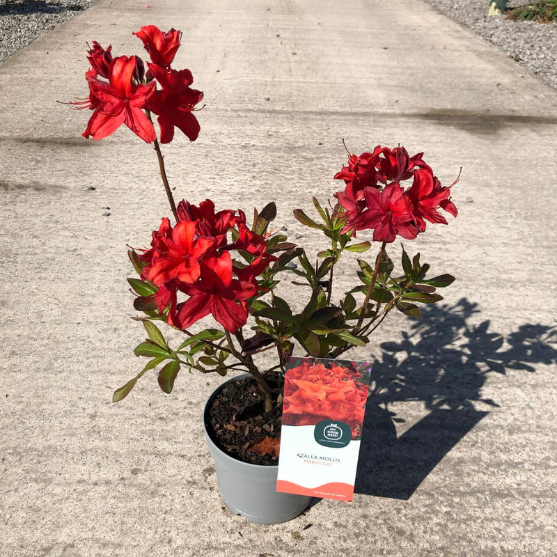 Azalea Knaphill Nabucco 2 Litre Pot
