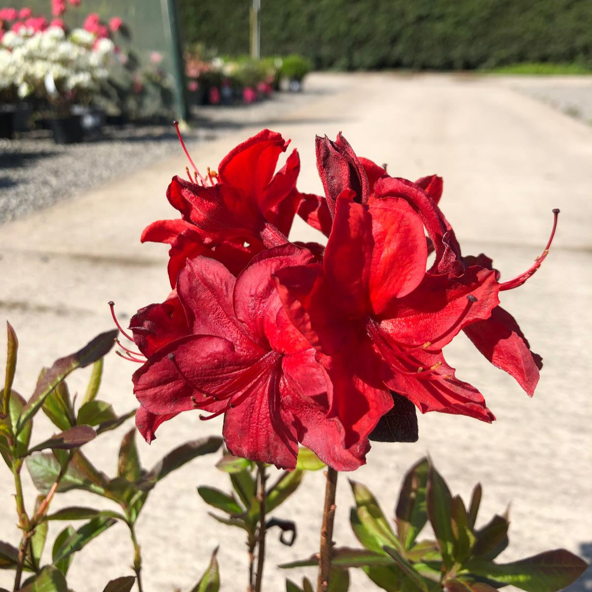 Azalea Knaphill Nabucco 2 Litre Pot