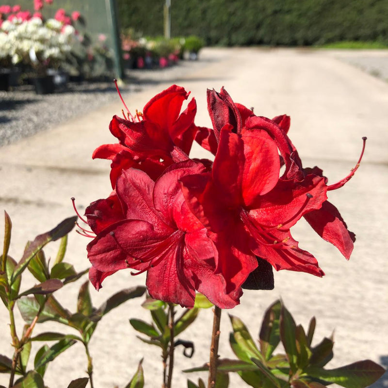 Azalea Knaphill Nabucco 2 Litre Pot