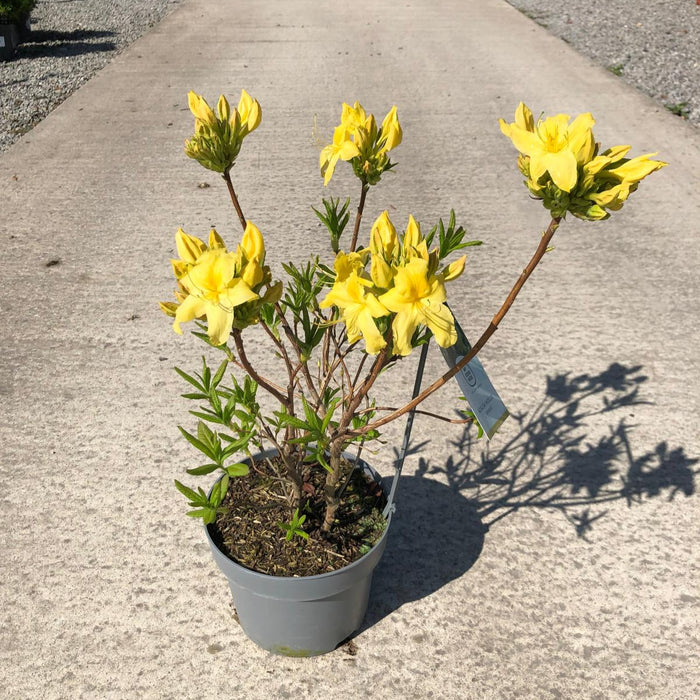 Azalea Knaphill Anneke 5 Litre Pot