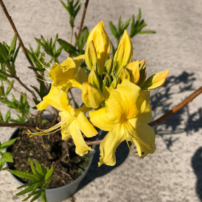 Azalea Knaphill Anneke 5 Litre Pot