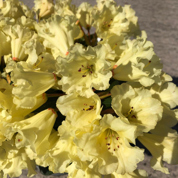 Rhododendron Saffrano 2 Litre Pot