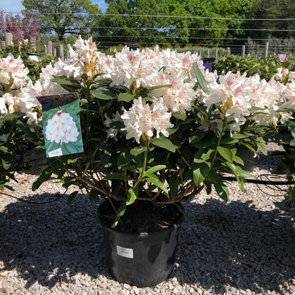 Rhododendron Hybrid Cunninghams White 30 Litre Pot