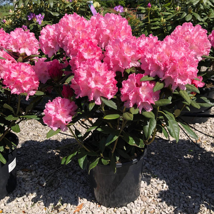 Rhododendron 'Hydon Hunter' 20 Litre Pot