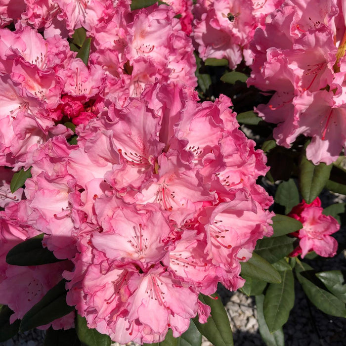 Rhododendron 'Hydon Hunter' 20 Litre Pot