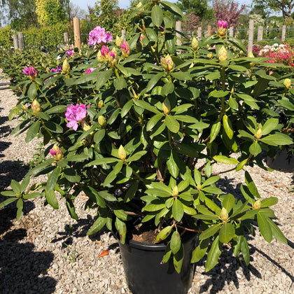 Rhododendron Hyb Catawbiense Grandiflorum 40 Litre Pot