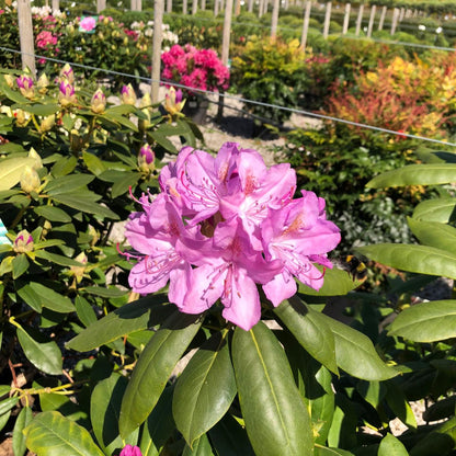 Rhododendron Hyb Catawbiense Grandiflorum 40 Litre Pot