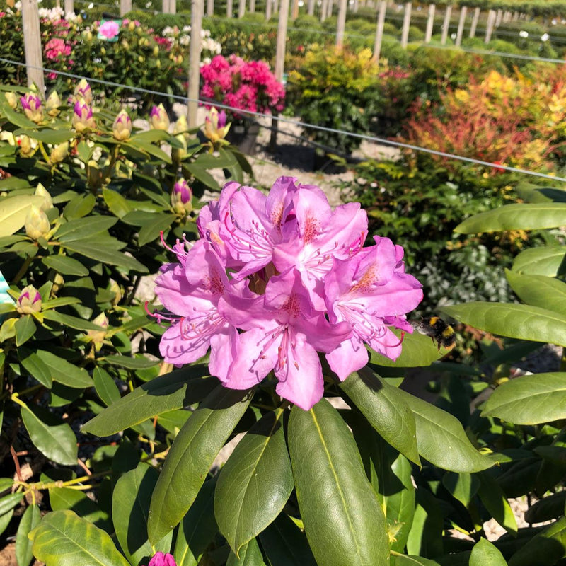 Rhododendron Hyb Catawbiense Grandiflorum 40 Litre Pot