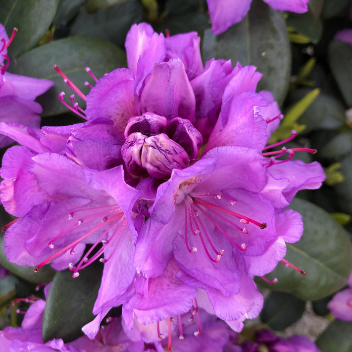 Rhododendron Hyb Catawbiense Grandiflorum 12 Litre Pot