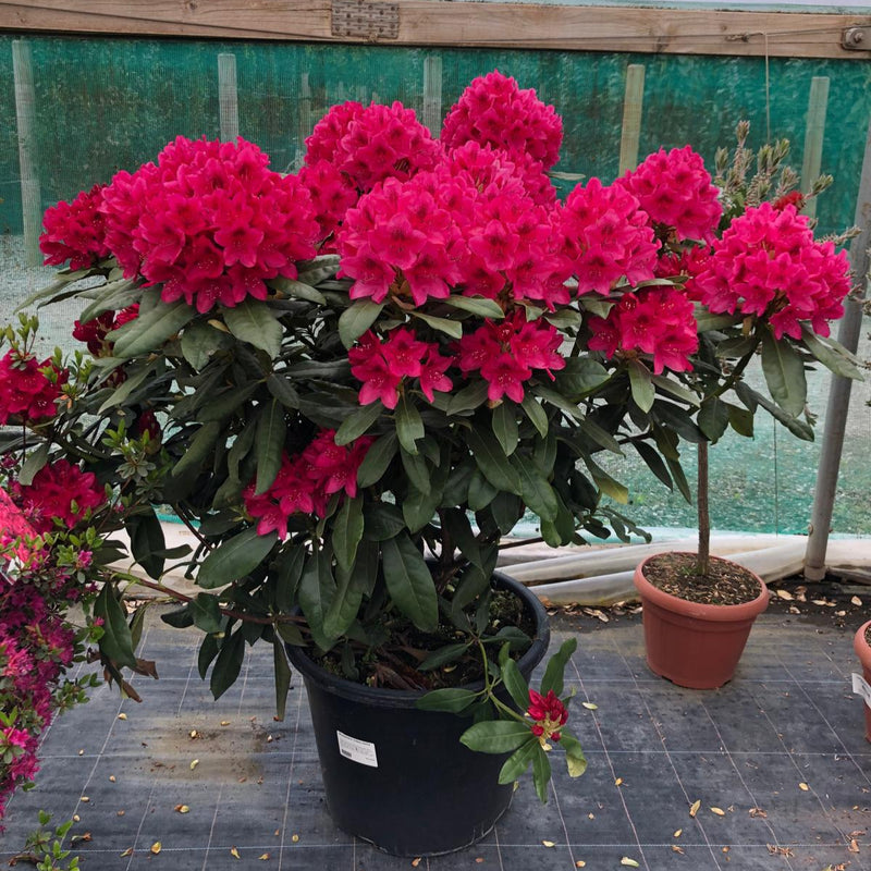 Rhododendron Hybrid Nova Zembla 40 Litre Pot Super Specimen