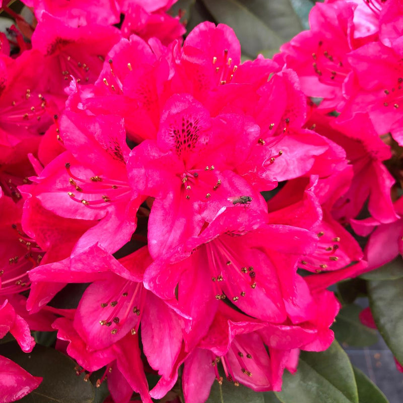 Rhododendron Hybrid Nova Zembla 40 Litre Pot Super Specimen
