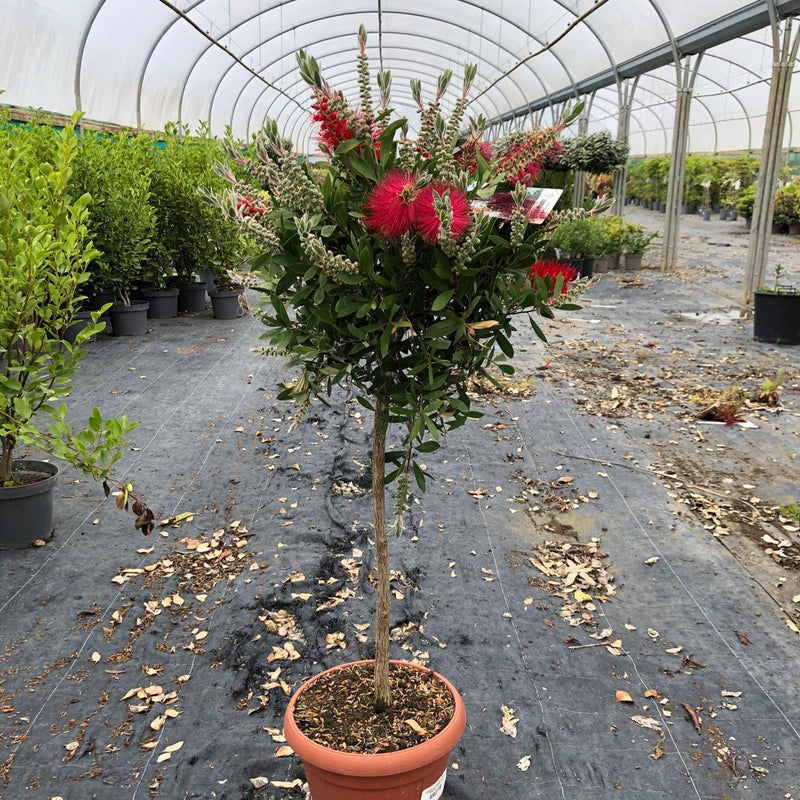 Callistemon Splendens Quarter Standard 15 Litre Pot