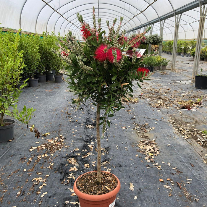 Callistemon Splendens Quarter Standard 15 Litre Pot