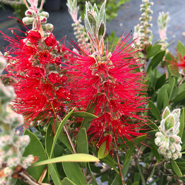 Callistemon Splendens Quarter Standard 15 Litre Pot