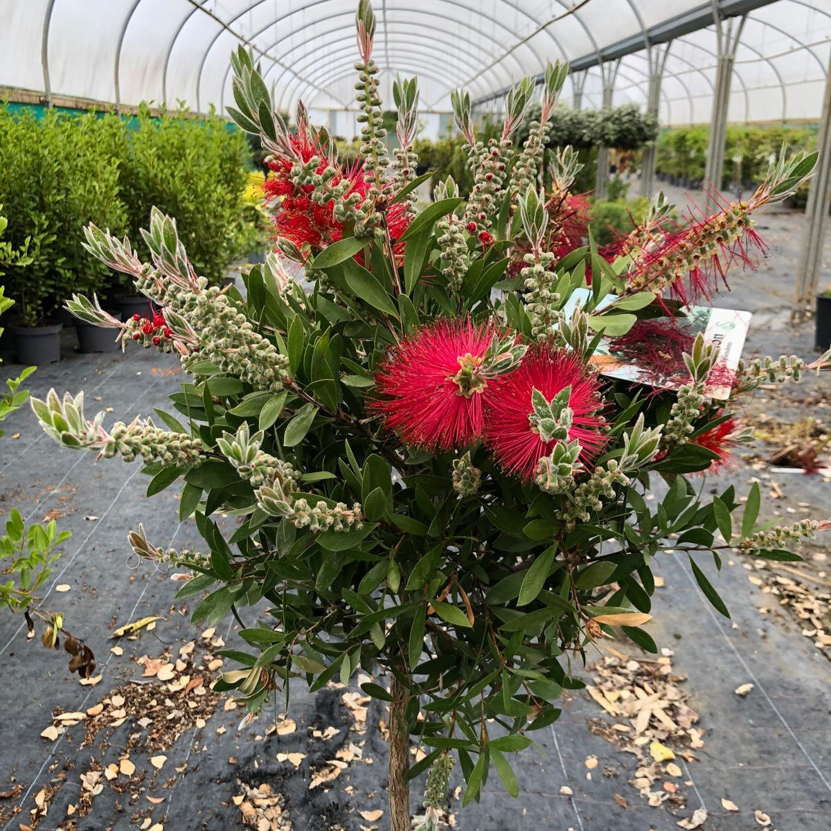 Callistemon Splendens Quarter Standard 15 Litre Pot
