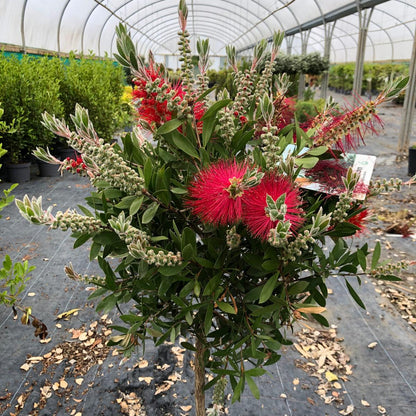 Callistemon Splendens Quarter Standard 15 Litre Pot