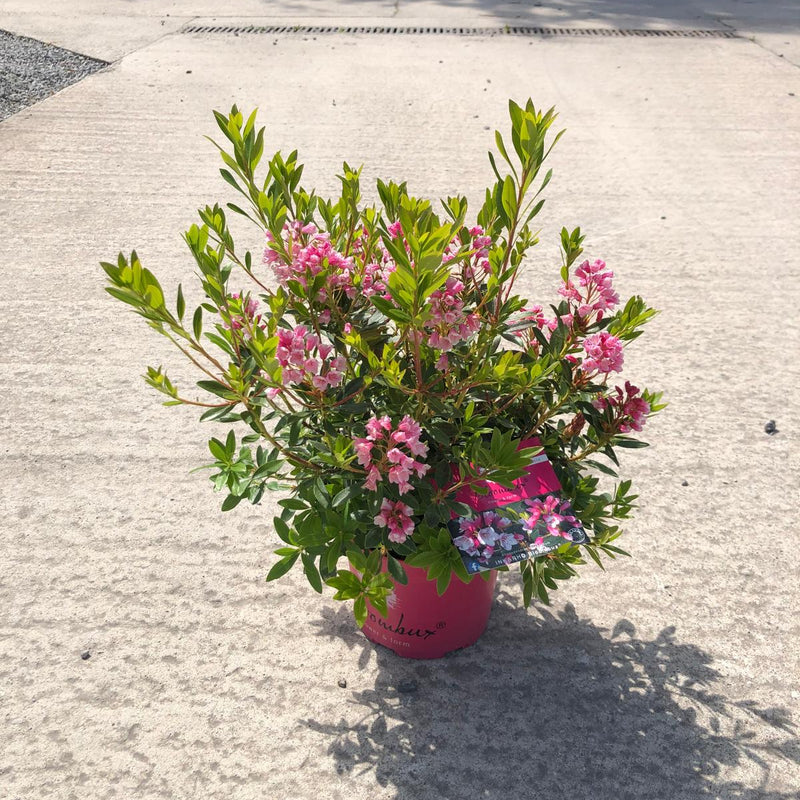 Rhododendron Bloombux Magenta 2 Litre Pot — Grasslands Nursery